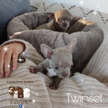 chiot Chihuahua Poil Court Lavande Twinset Charlotte's Doggy  