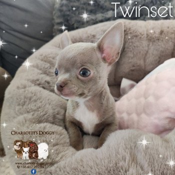 Twinset Femelle Chihuahua Poil Court