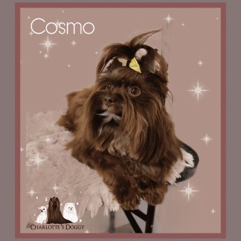 Cosmo Mâle Yorkshire terrier
