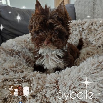 Sybelle Femelle Yorkshire terrier