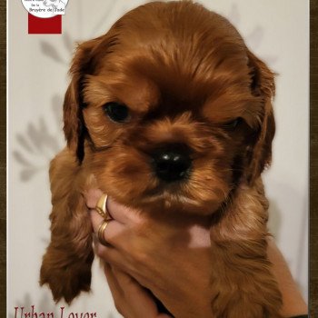 URBAN LOVER de la bruyère de jade Mâle Cavalier king charles