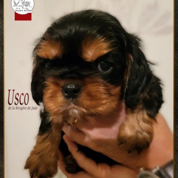 USCO de la bruyère de jade Mâle Cavalier king charles