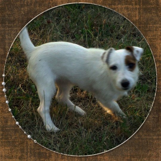 Lady Femelle Terrier jack russell