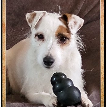 Lady Femelle Terrier jack russell