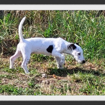 TY ROCK STAR de la bruyère de jade Mâle Terrier jack russell