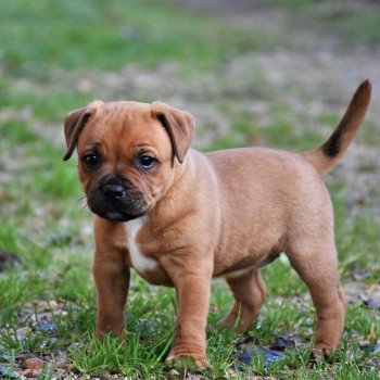 Ready to Run the World Erregina Beltza Femelle Staffordshire bull terrier