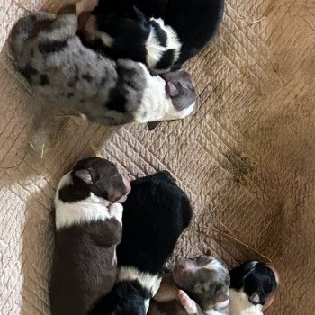 Mâle bleu merle 1 Mâle Berger australien