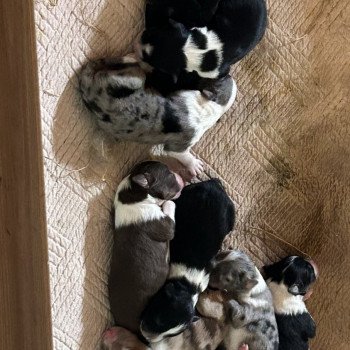 Mâle bleu merle 2 Mâle Berger australien