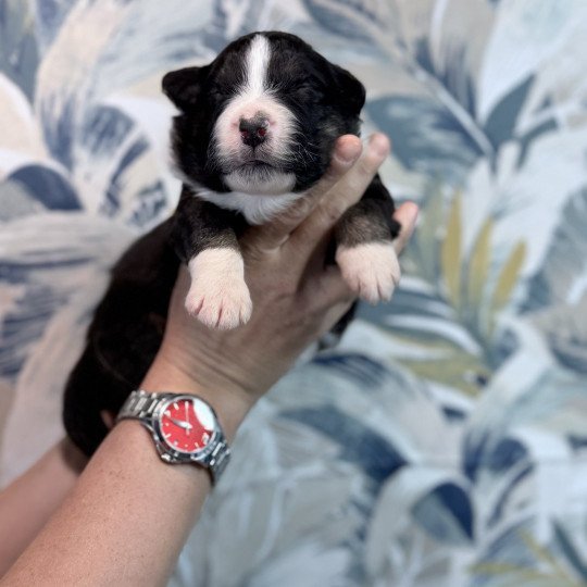 chiot Berger australien Noir tricolore Austine Berger australien des fauminards  