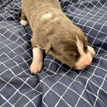 Chiot 1 des fauminards Mâle Berger australien