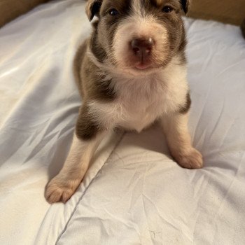 Chiot 1 des fauminards Mâle Berger australien