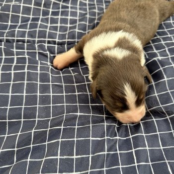 Chiot 2 des fauminards Mâle Berger australien