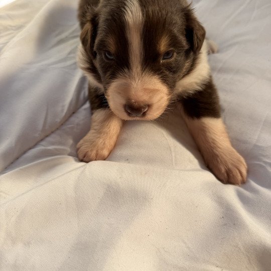 chiot Berger australien Rouge tricolore Chiot 2 Berger australien des fauminards  