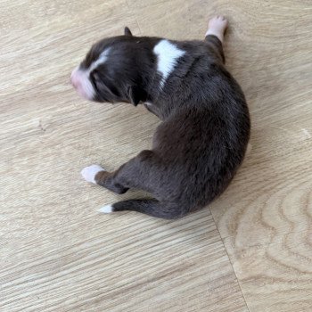 Chiot 3 des fauminards Femelle Berger australien