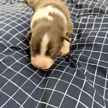 Chiot 4 des fauminards Femelle Berger australien