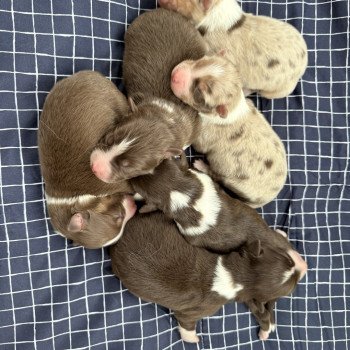 Chiot 7 des fauminards Femelle Berger australien