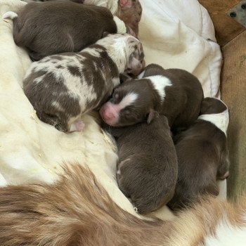 Chiot 1 des fauminards Mâle Berger australien