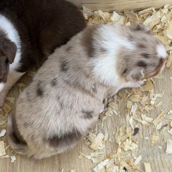 Chiot 1 des fauminards Mâle Berger australien