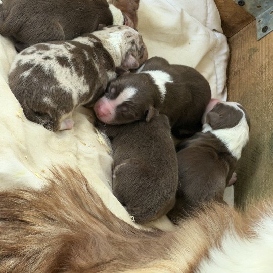 Chiot 2 des fauminards Femelle Berger australien