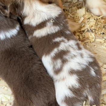 Chiot 2 des fauminards Femelle Berger australien