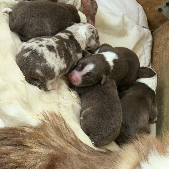 Chiot 3 des fauminards Femelle Berger australien