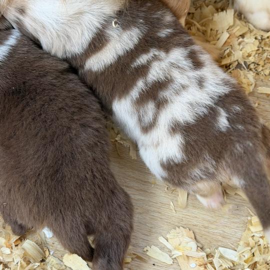 chiot Berger australien Rouge tricolore Chiot 4 Berger australien des fauminards  