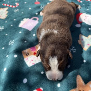 chiot. 2 Femelle Berger australien