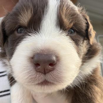 chiot. 2 Femelle Berger australien