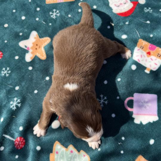 chiot. 3 Femelle Berger australien