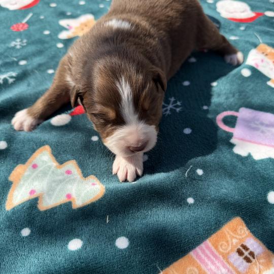 chiot Berger australien rouge tricolore Berger australien des fauminards  