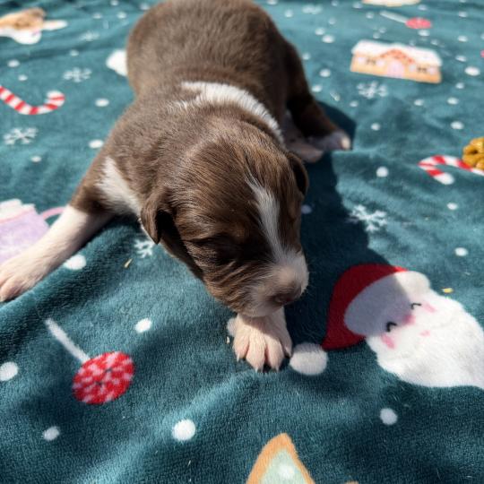 chiot Berger australien rouge tricolore Berger australien des fauminards  