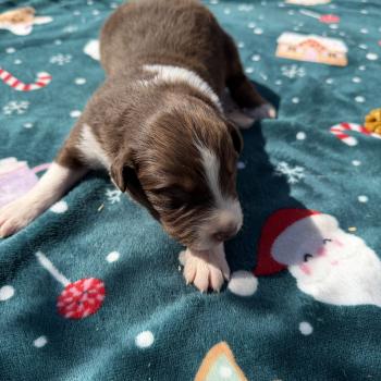 chiot. 4 Mâle Berger australien