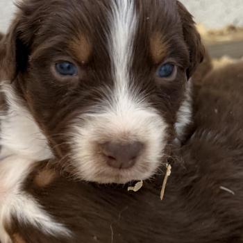chiot. 4 Mâle Berger australien