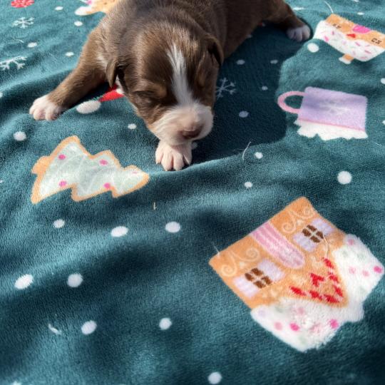 chiot. 5 Mâle Berger australien