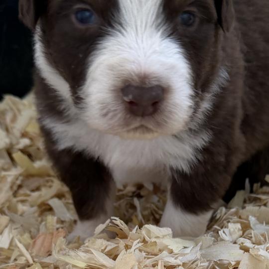 chiot Berger australien rouge tricolore chiot. 5 Berger australien des fauminards  