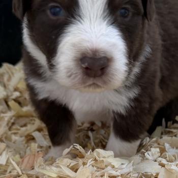 chiot. 5 Mâle Berger australien