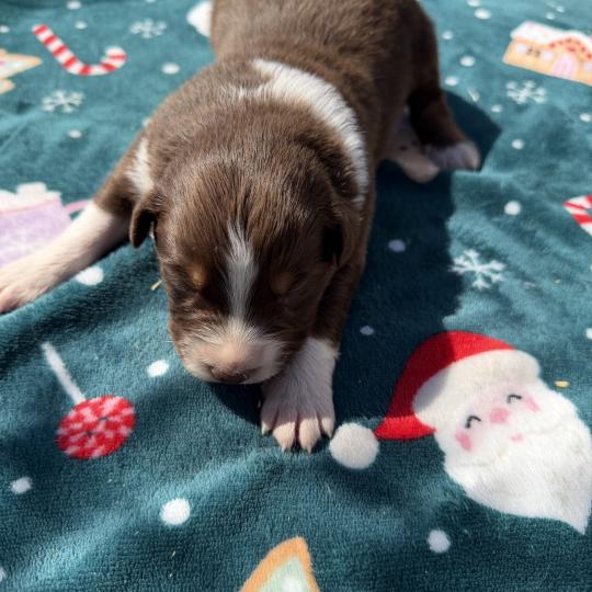 chiot. 6 Mâle Berger australien