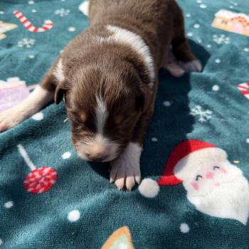 chiot. 6 Mâle Berger australien
