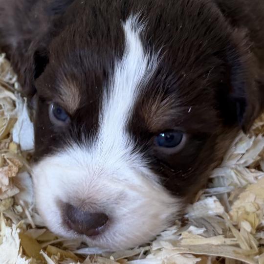 chiot Berger australien rouge tricolore chiot. 6 Berger australien des fauminards  