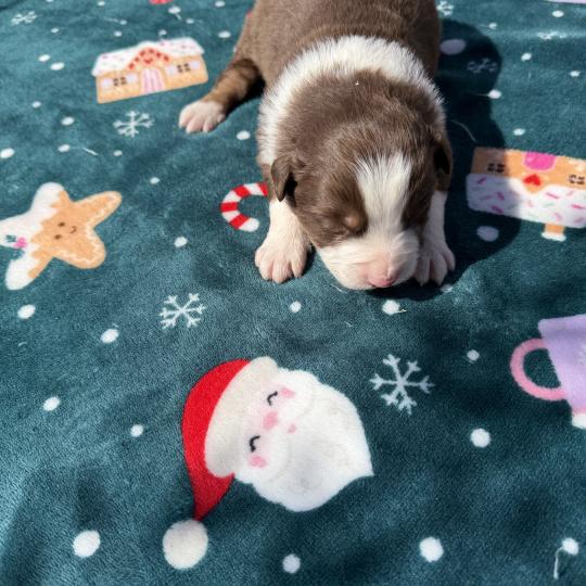 chiot. 7 Mâle Berger australien