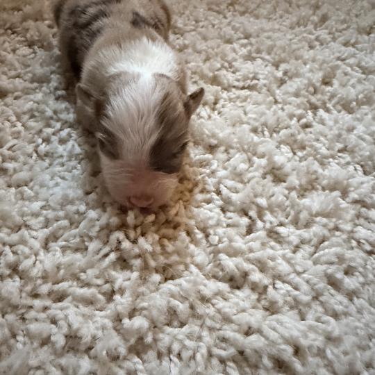 chiot Berger australien Rouge merle Berger australien des fauminards  