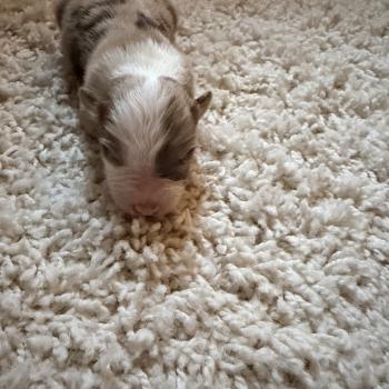 1er chiot (Portée TESS ❤ SULTAN) - Femelle Rouge merle Femelle Berger australien
