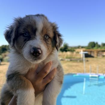 Chiot 2 Femelle Berger australien