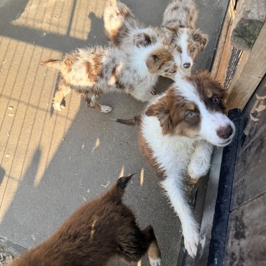 chiot Berger australien Rouge merle Berger australien des fauminards  
