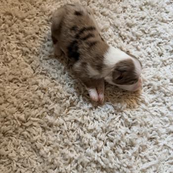 3e chiot (Portée TESS ❤ SULTAN) - Femelle Rouge merle Femelle Berger australien