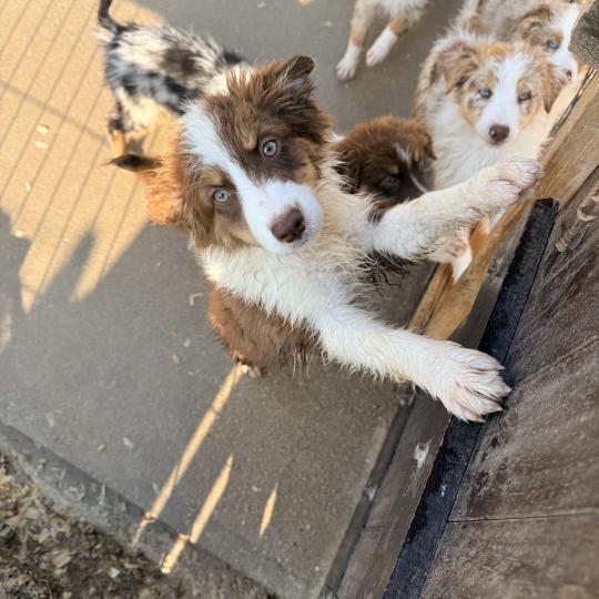 chiot Berger australien Rouge merle Berger australien des fauminards  