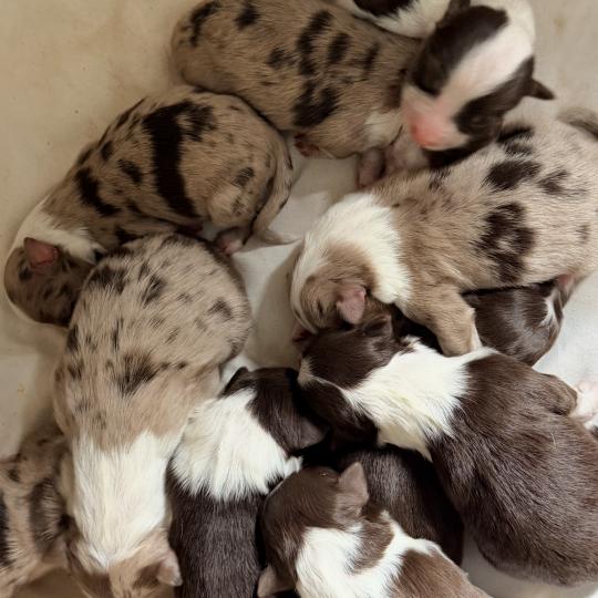 10e chiot (Portée TESS ❤ SULTAN) - Femelle Rouge tricolore Femelle Berger australien