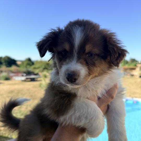 chiot Berger australien Rouge tricolore Berger australien des fauminards  