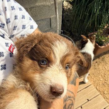 Bonnie Femelle Berger australien
