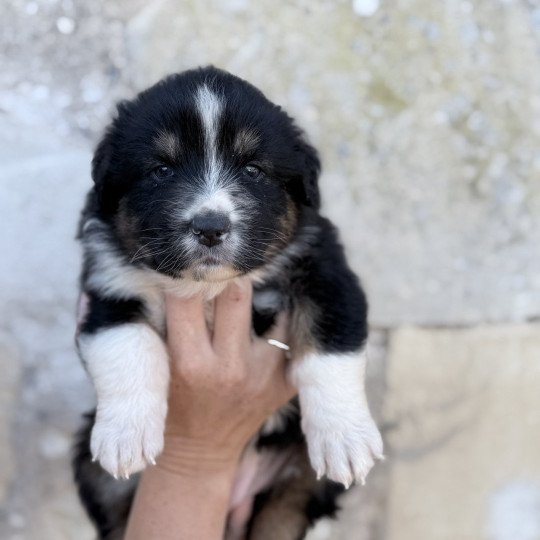 chiot Berger australien Noir tricolore Abi Berger australien des fauminards  